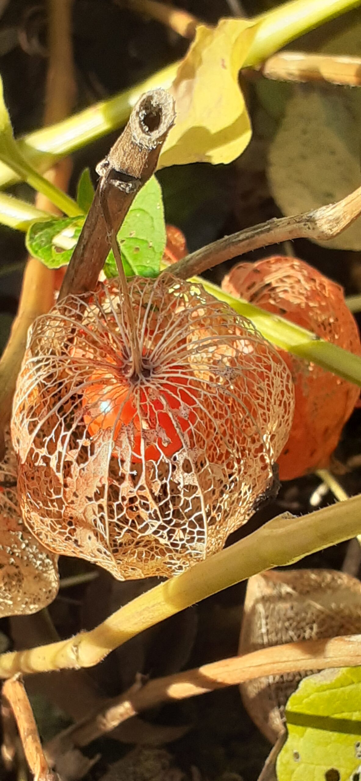 Plant van de maand: de echte lampionplant