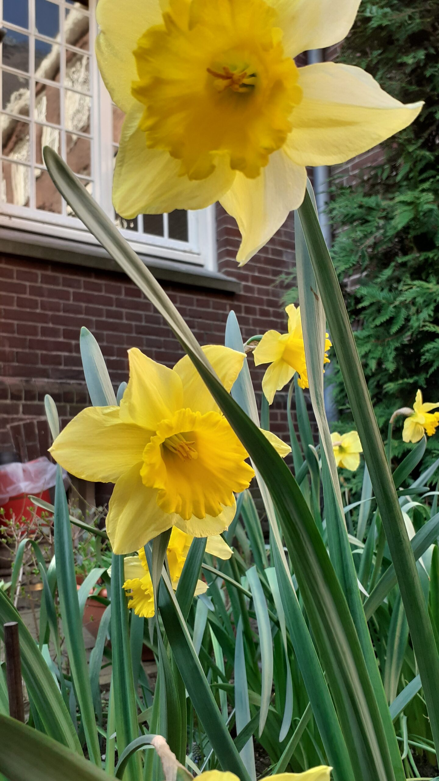 Plant van de maand: de trompetnarcis
