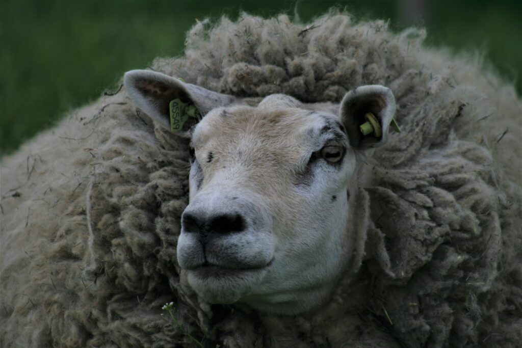 Geloven in de kinderboerderij Geloven in de kinderboerderij