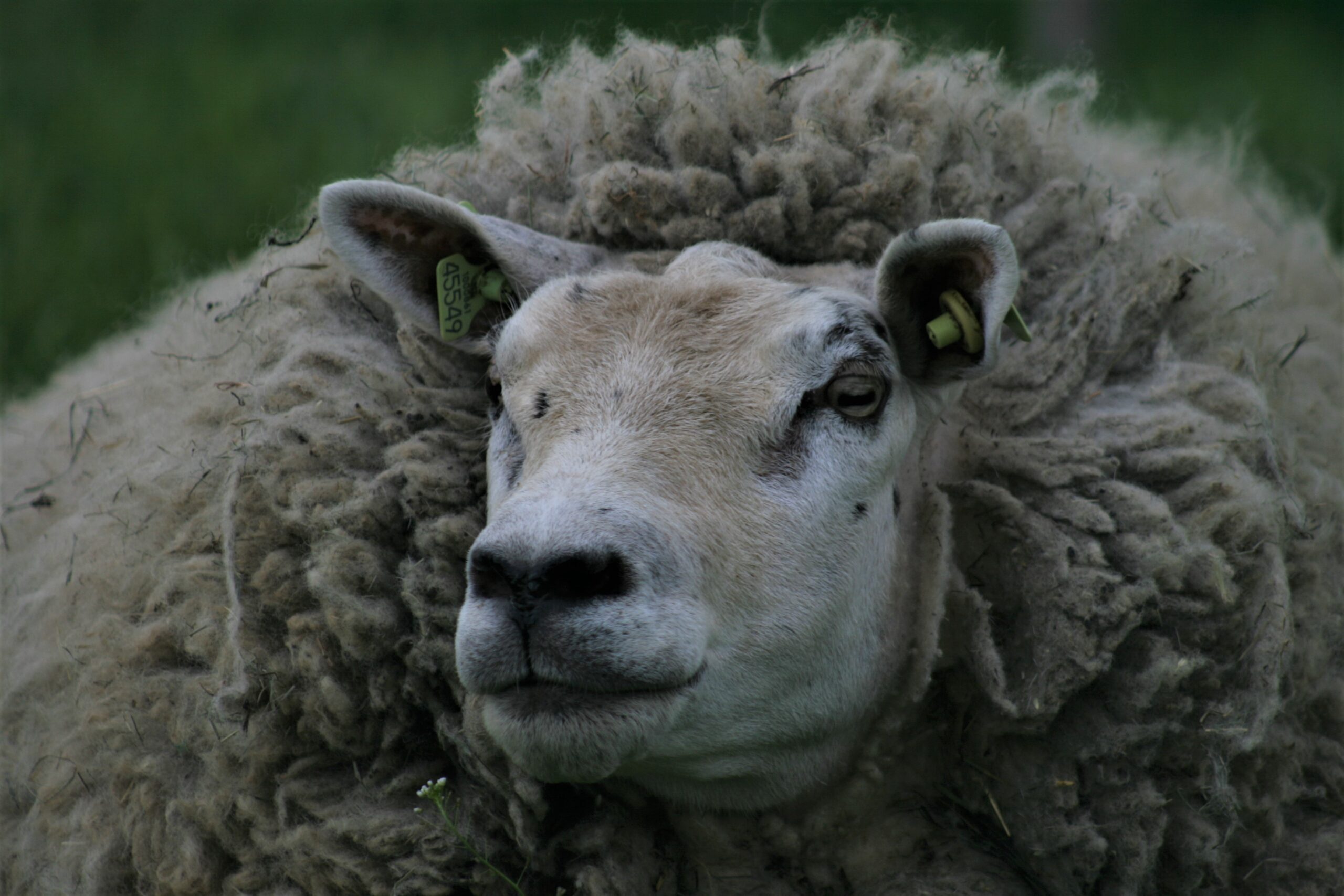 Geloven in de kinderboerderij