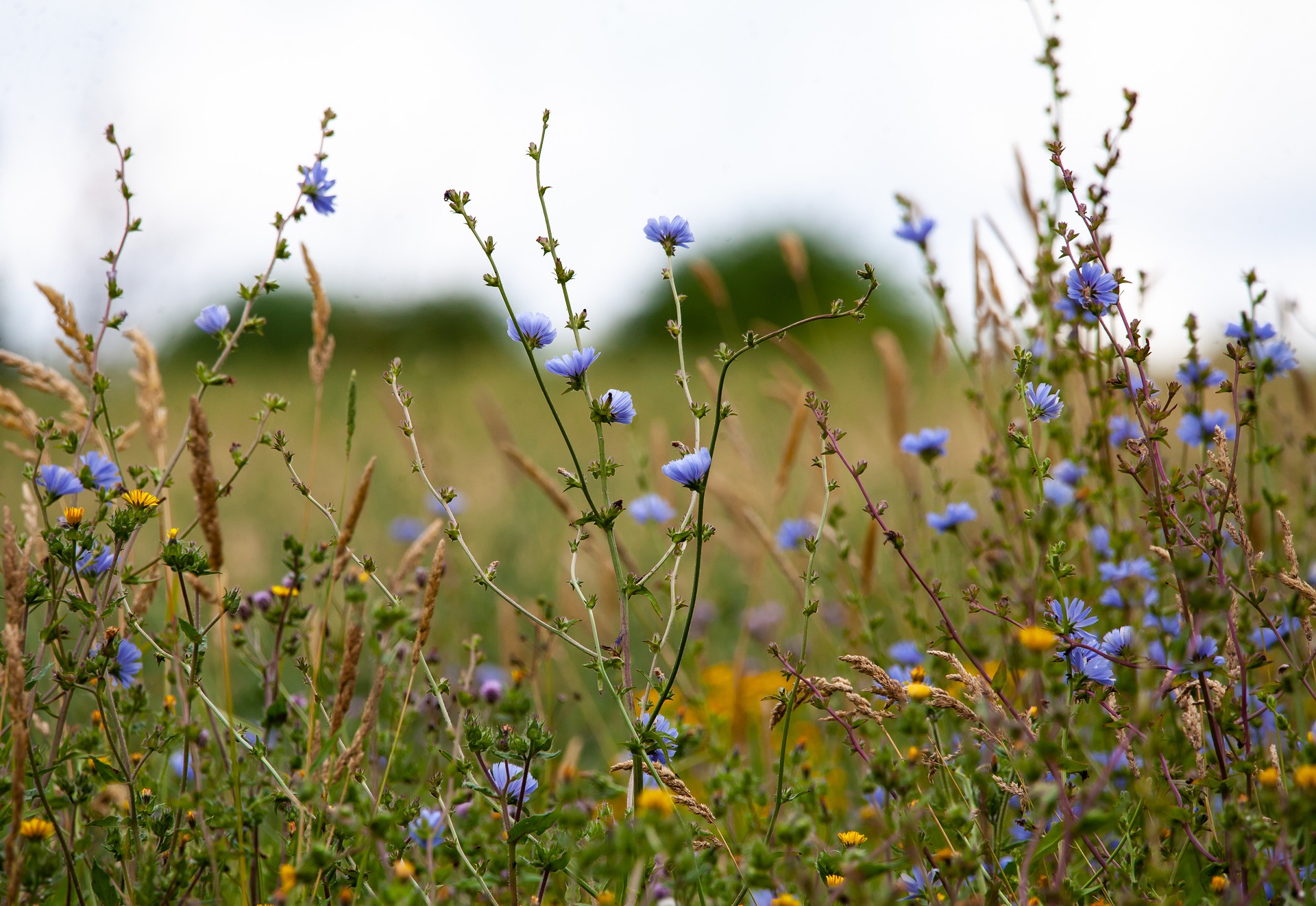 Vers voor de Zondag: 11 juli