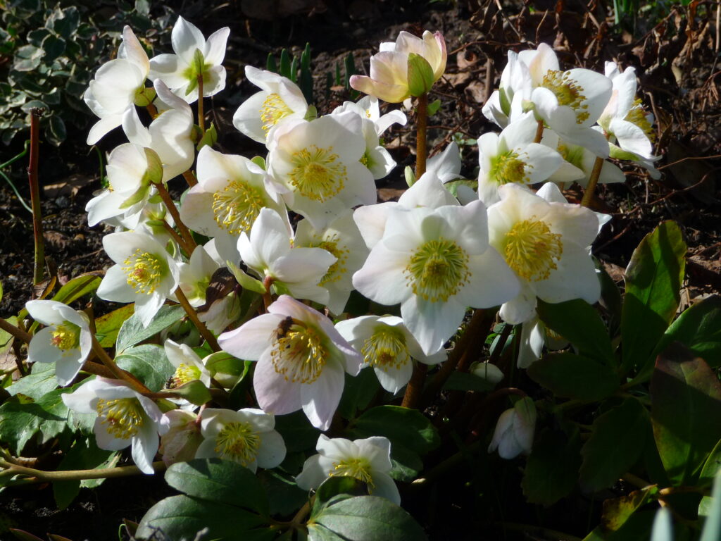 Plant van de maand: Helleborus
