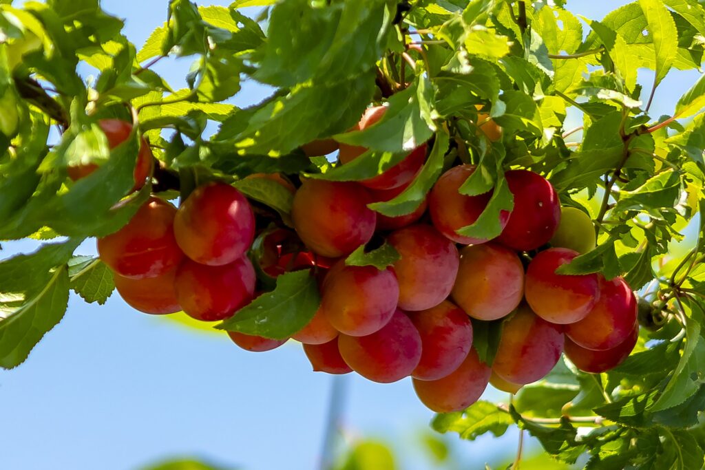 Vers voor de Zondag: 27 februari Vers voor de Zondag: 27 februari