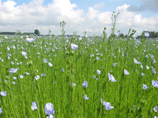 Het einde van een tijdperk: Een necrologie over het Zweverig Nihilisme Het einde van een tijdperk: Een necrologie over het Zweverig Nihilisme