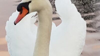Tentoonstellingen in het Raadhuis van Hilversum