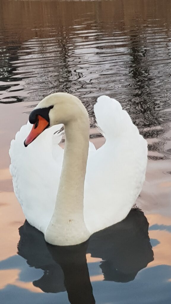 Tentoonstellingen in het Raadhuis van Hilversum
